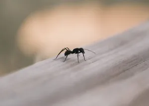 8 Fast Solutions to Get Rid of Ants in a Beehive (For GOOD!)
