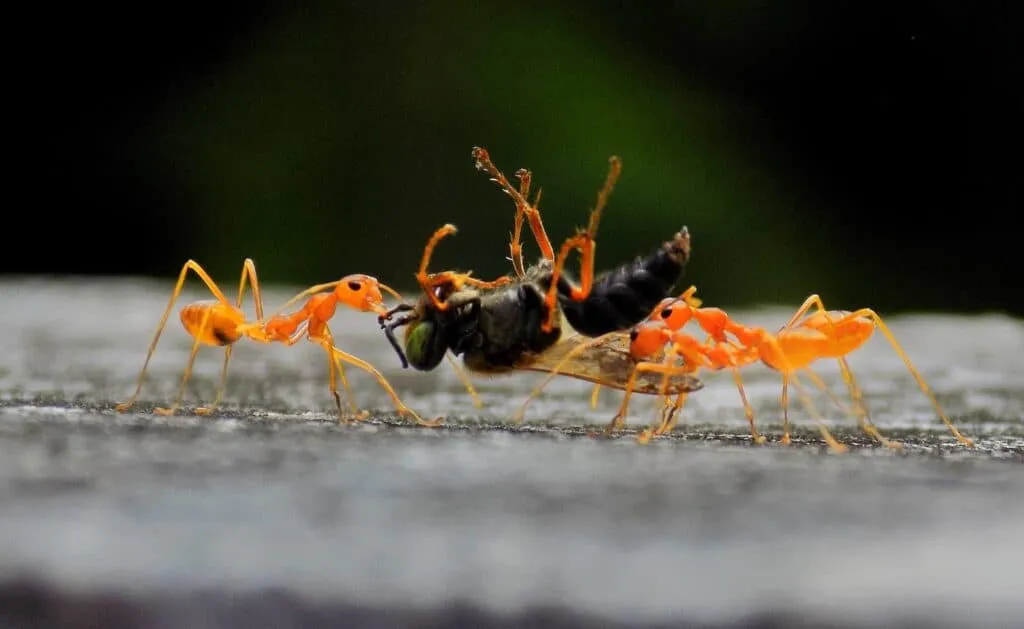 get rid of ants in a beehive