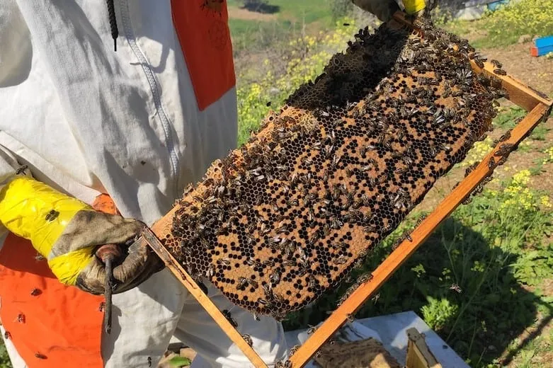 honey bee documentaries