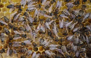 How Many Bees In A Hive? Why It's Good To Know!