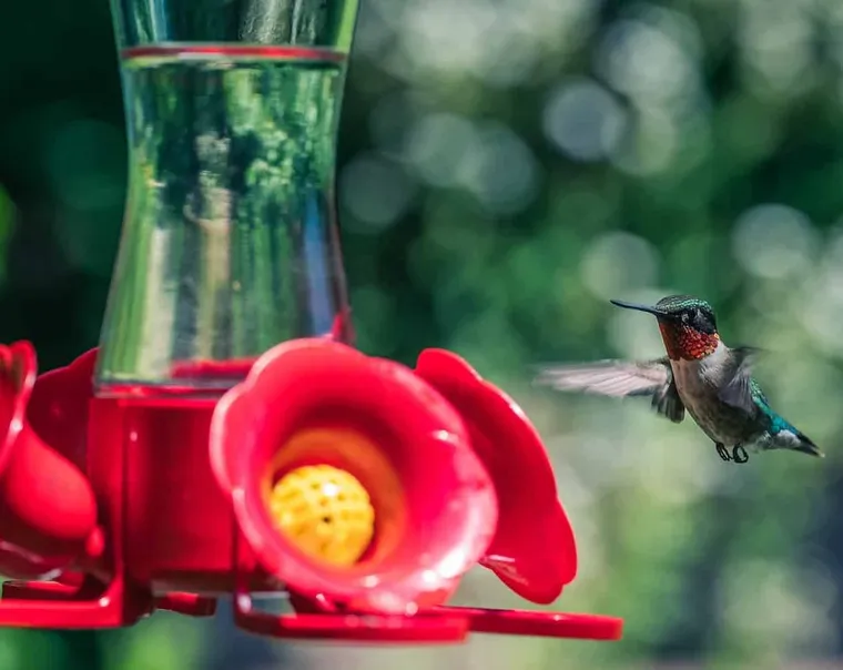 8 Genius Ways to Keep Bees Away From Hummingbird Feeders