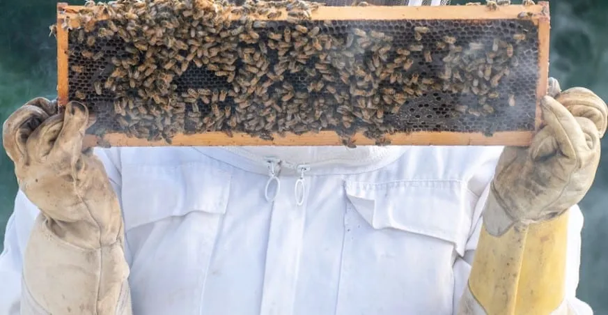 non-slip beekeeping gloves
