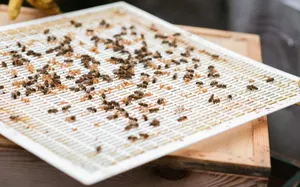 Queen Excluders: To use or not to use, that is the question