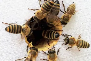 6 Signs Of Bees & Wasps Living In Your Walls