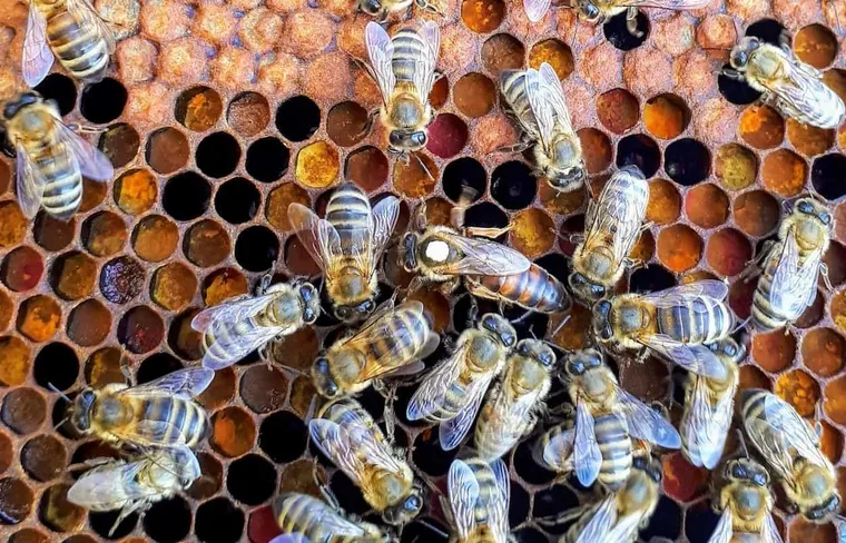 6 Steps to Split a Hive With & Without a New Queen (Stop Swarming!)