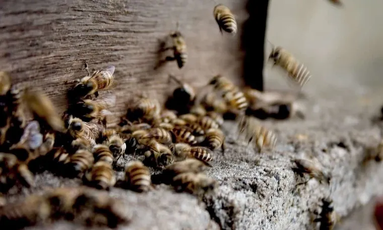 5 PRO Methods to Prevent & Stop Robbing Bees (Save Your Hive NOW!!)