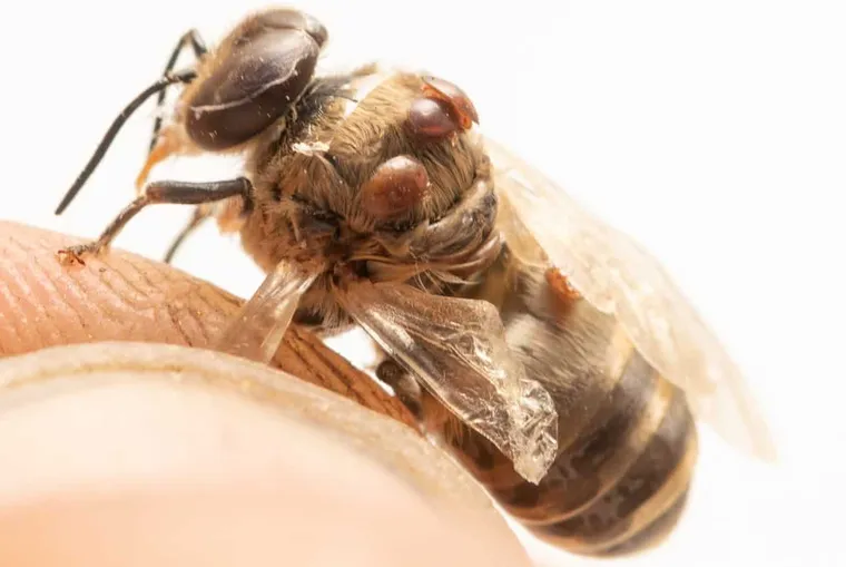 The Ultimate Guide to Safely Treating Honey Bees for Varroa Mites
