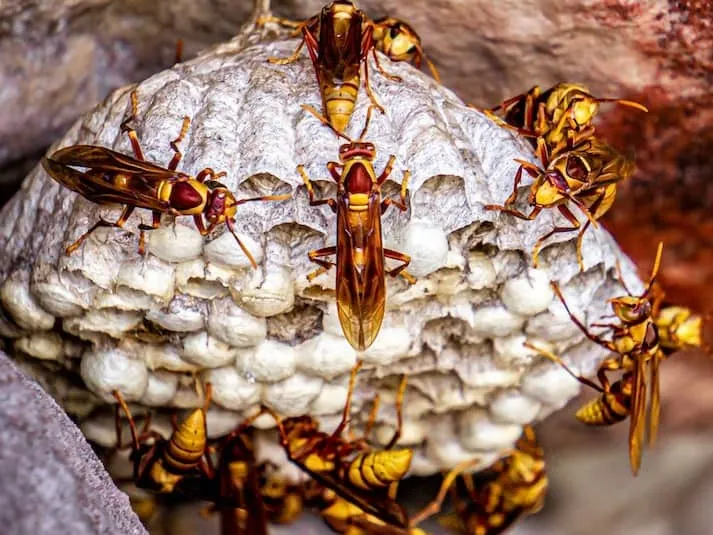 wasp nest