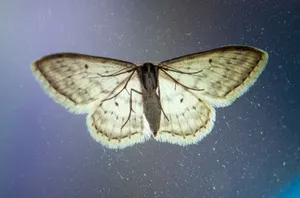 5 Ways to Eliminate Wax Moths in a Beehive PLUS Expert Prevention Tips