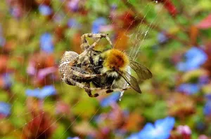 What Eats Bees: Common Bee Predators To Watch Out For