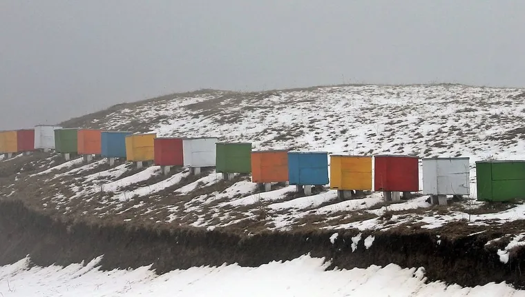 Winterizing Bee Hives: Save Your Bees in The Winter