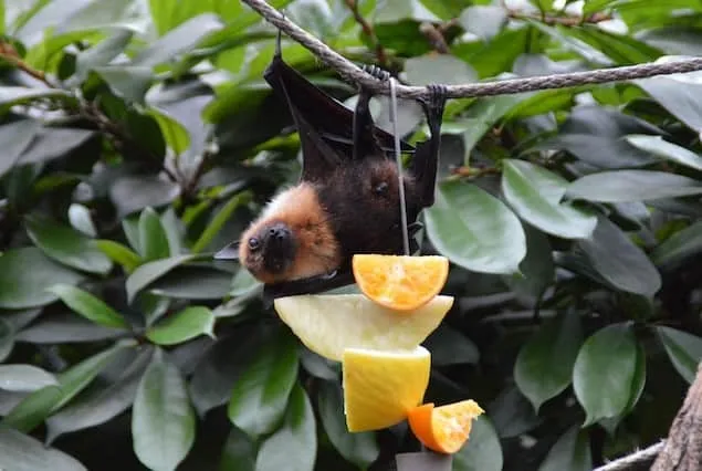 would a bat eat a bee