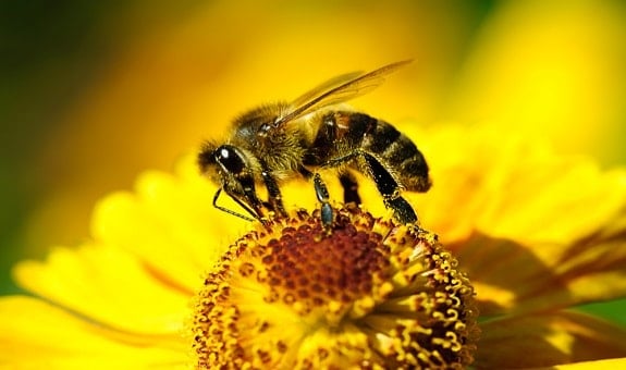 Lack of food results to bees absconding