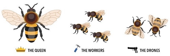 Bee Hierarchy
