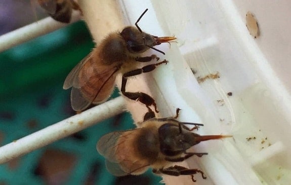 Bees Drinking Sugar Water from Feeder