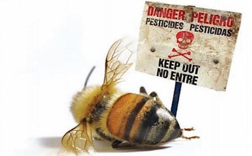 Bees Dying from Pesticides