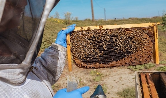 Characteristics of Good Beekeeping Gloves