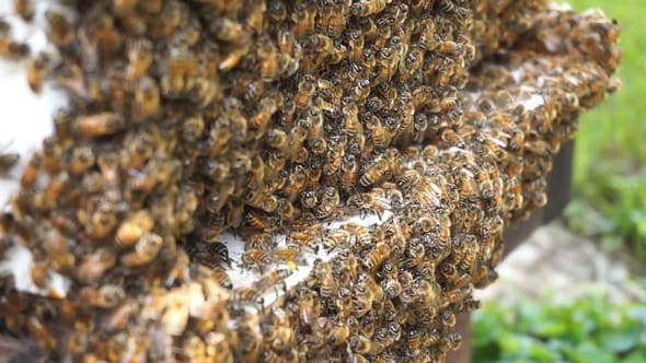 Crowded Beehive Entrance