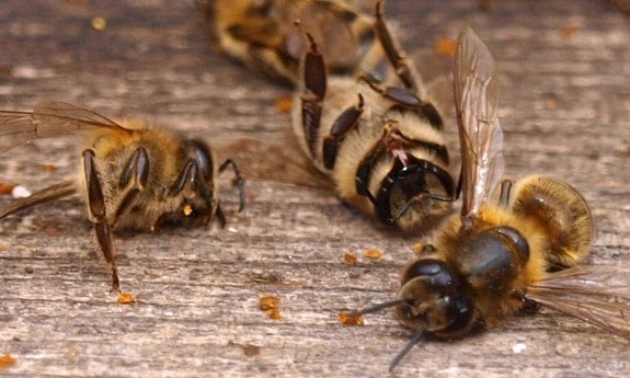Dead Honey Bees from Robbing