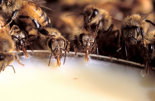 Feeding Bees Sugar Water