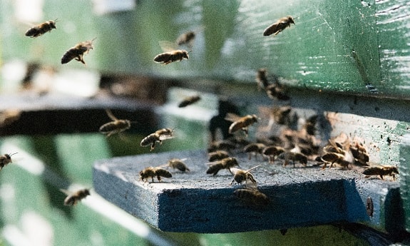 Gaurd Bees Defending Hive From Robbing Bees