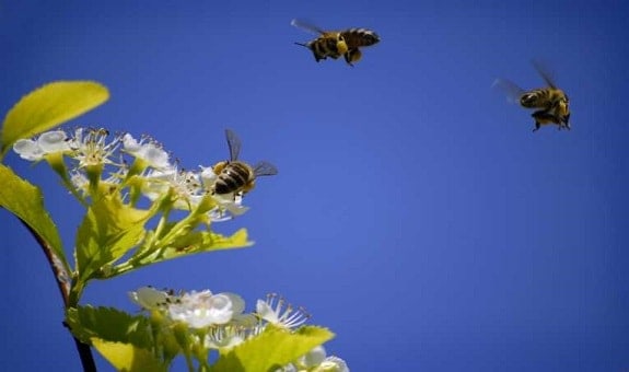 Healthy Honey Bees in Nature