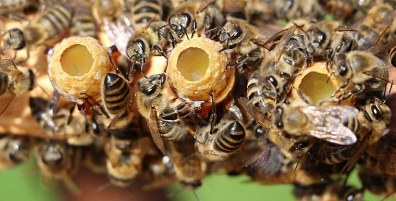 Honey Bees Rearing New Queen