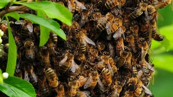 Honey Bees Swarming in Spring