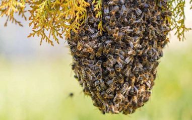 How to Easily Find and Attract a Swarm of Honey Bees - Beekeeping 101