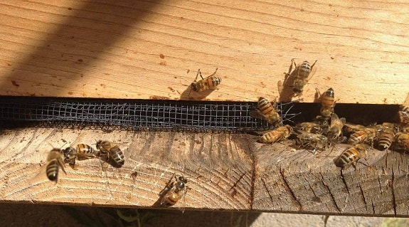 Robber Bees Trying to Enter Hive