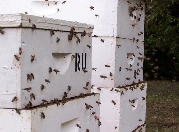 Robbing Bees Trying to Gain Entrance into Hive