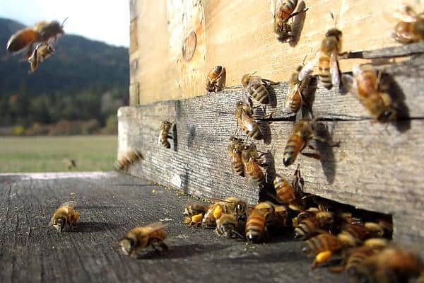 Honey bee robbing