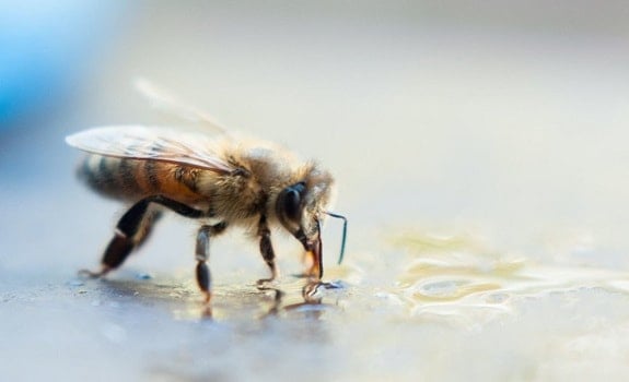 Seasonal Sugar Water Recipes for Bees