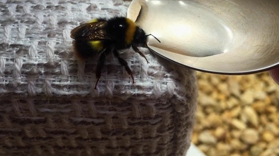 Spoon Feeding a Bee Sugar Water