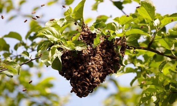Swarm of Honey Bees in Tree