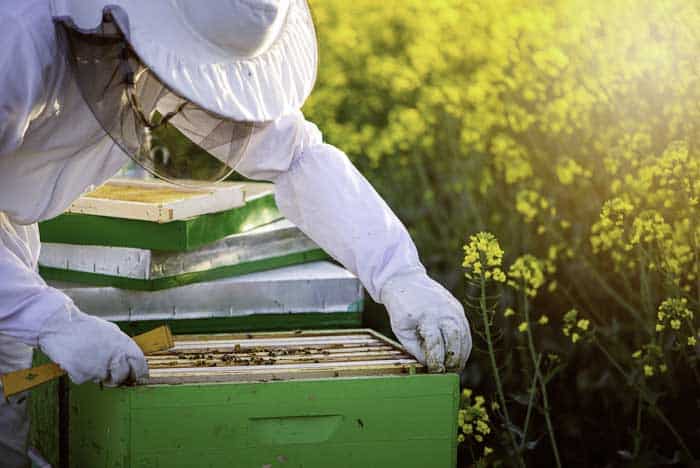 The cost of beekeeping equipment and accessories