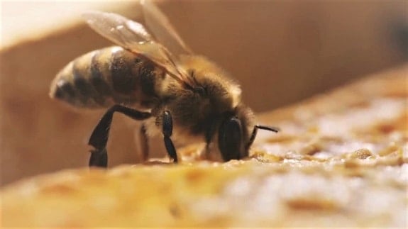 can all bees make honey