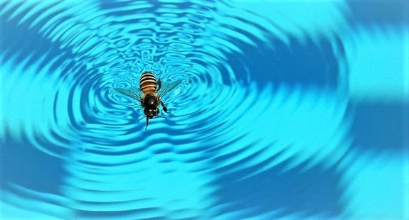 can bees swim