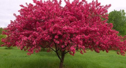 8 Best Trees For Honey Bees to Help Them THRIVE! - Beekeeping 101