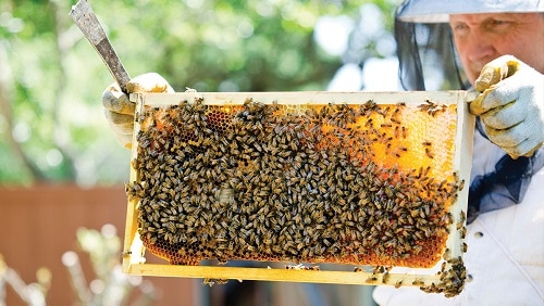 foundation vs foundationless beekeeping
