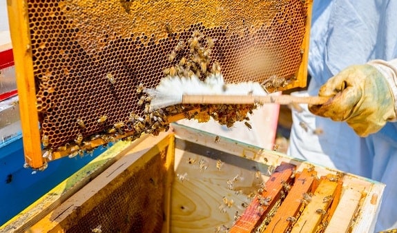 Beekeeper Brushing Bees into Hive