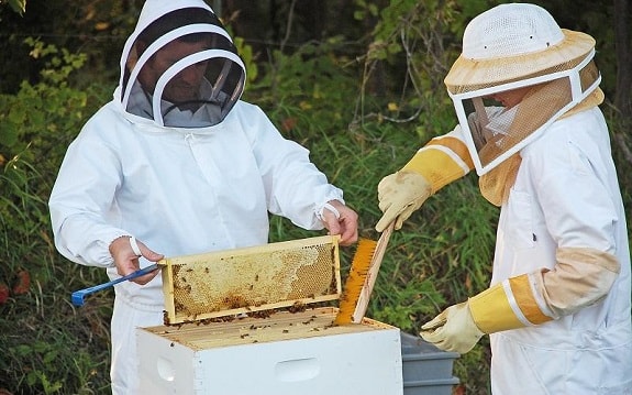 Beekeeper Eager to Harvest Honey