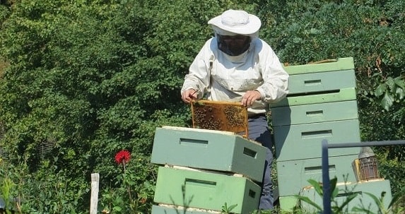 Beekeeper Splitting a Hive