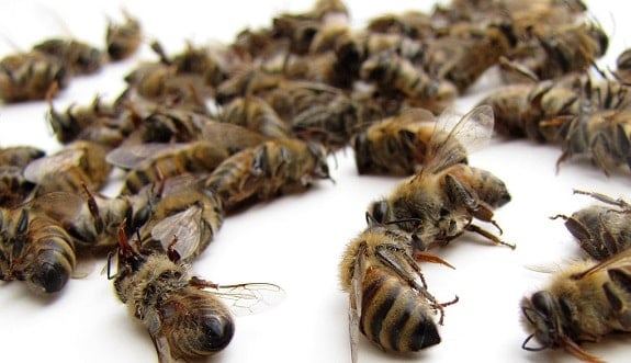 Wax moths in a beehive causes dead Honey Bees