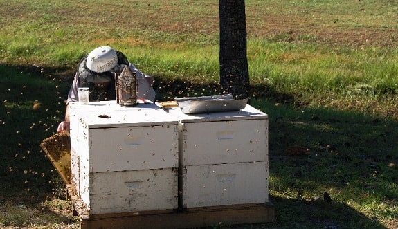 Ideal Time and Conditions to Split a Hive