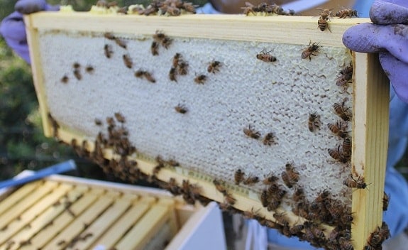 Super Frame With Capped Honey