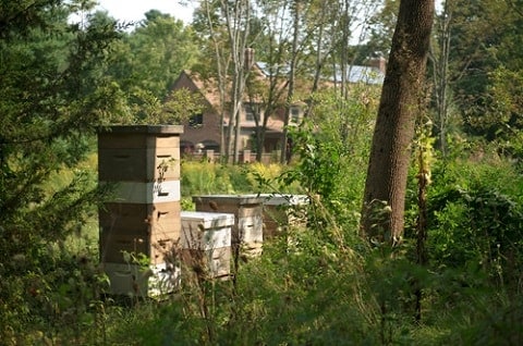 Beehive Located in a Quiet Place