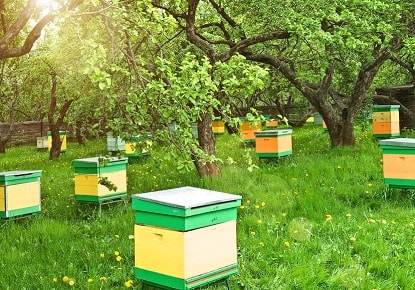 Beehives Out of Direct Wind