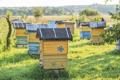 Beehives with Slanted Hive Covers