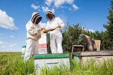 Beekeepers Lending a Hand to Clean out a Dead Beehive